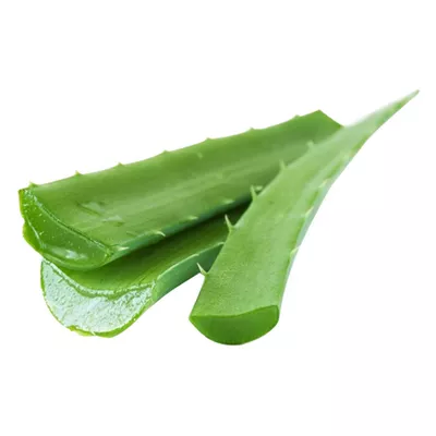 aloe-vera-1-pcs