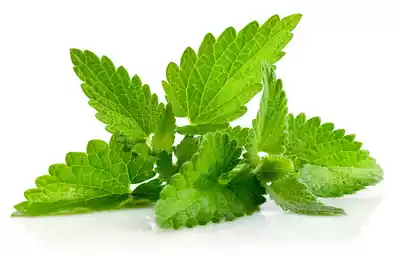 pudina-pata-mint-leaves-10-gm-100-gm