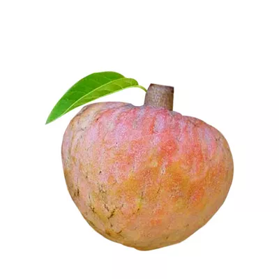 sugar-apple-ata-phol-1-pcs